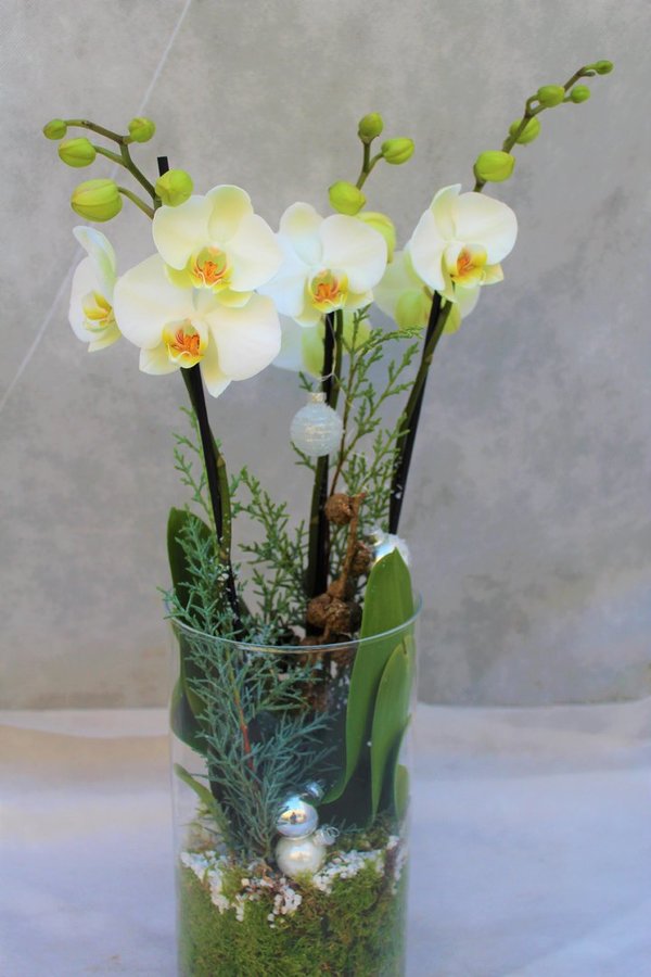 Orchidee in Vase weihnachtlich dekoriert